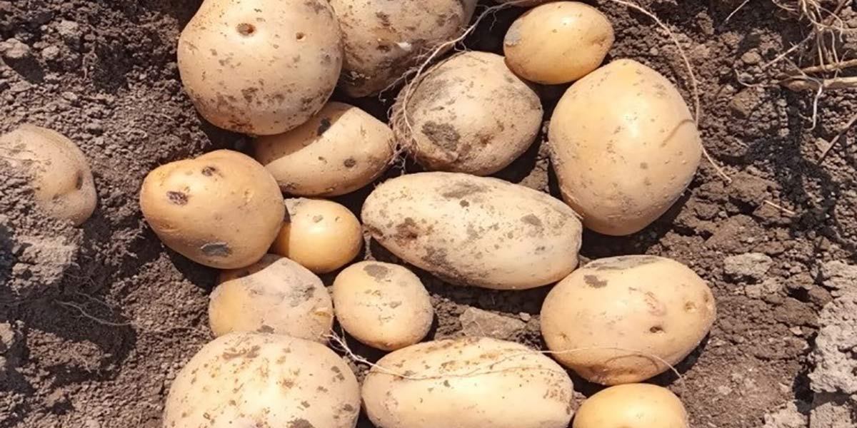 SPADE, il progetto Ri.nova a difesa delle patate